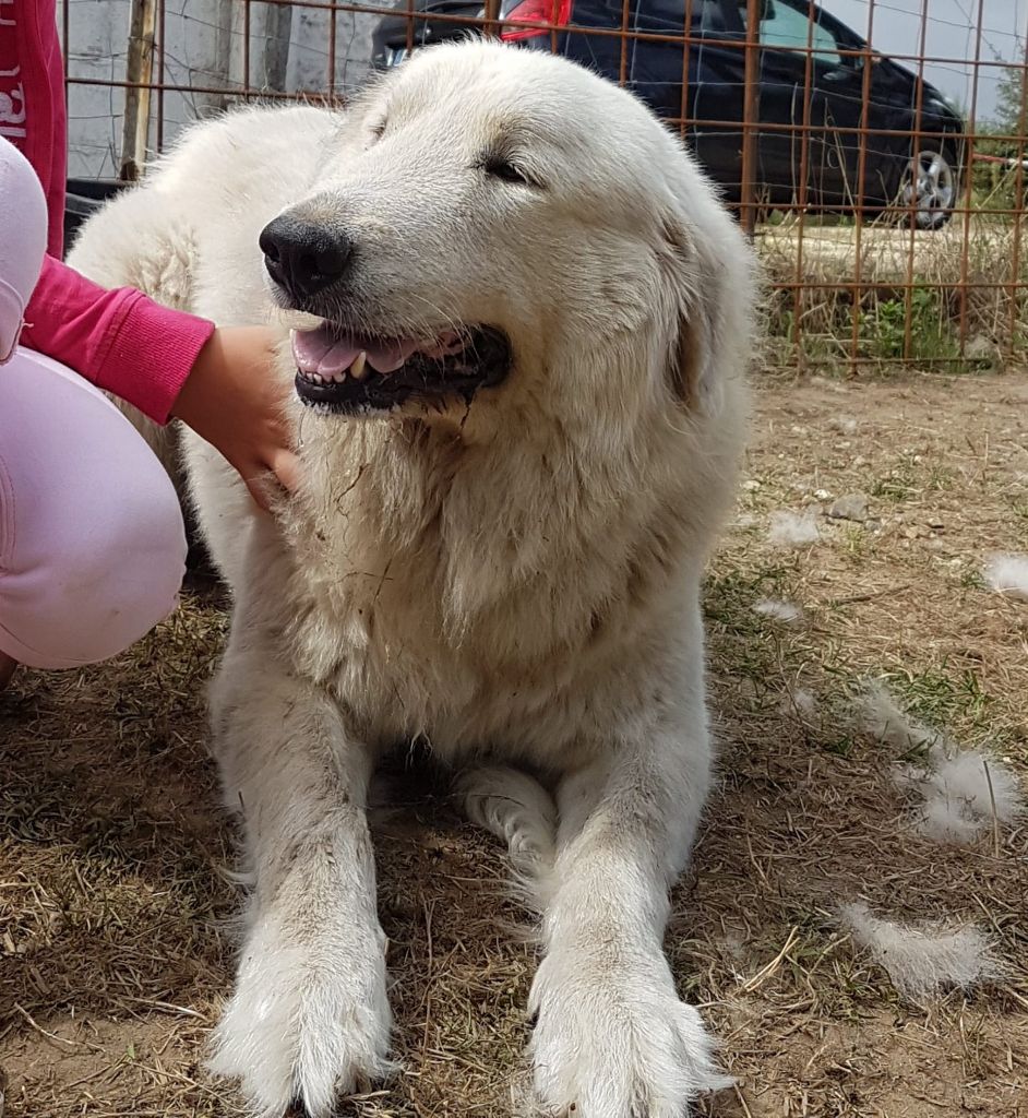 Les Chien de Montagne des Pyrenees de l'affixe Du Massif De l'Esterel