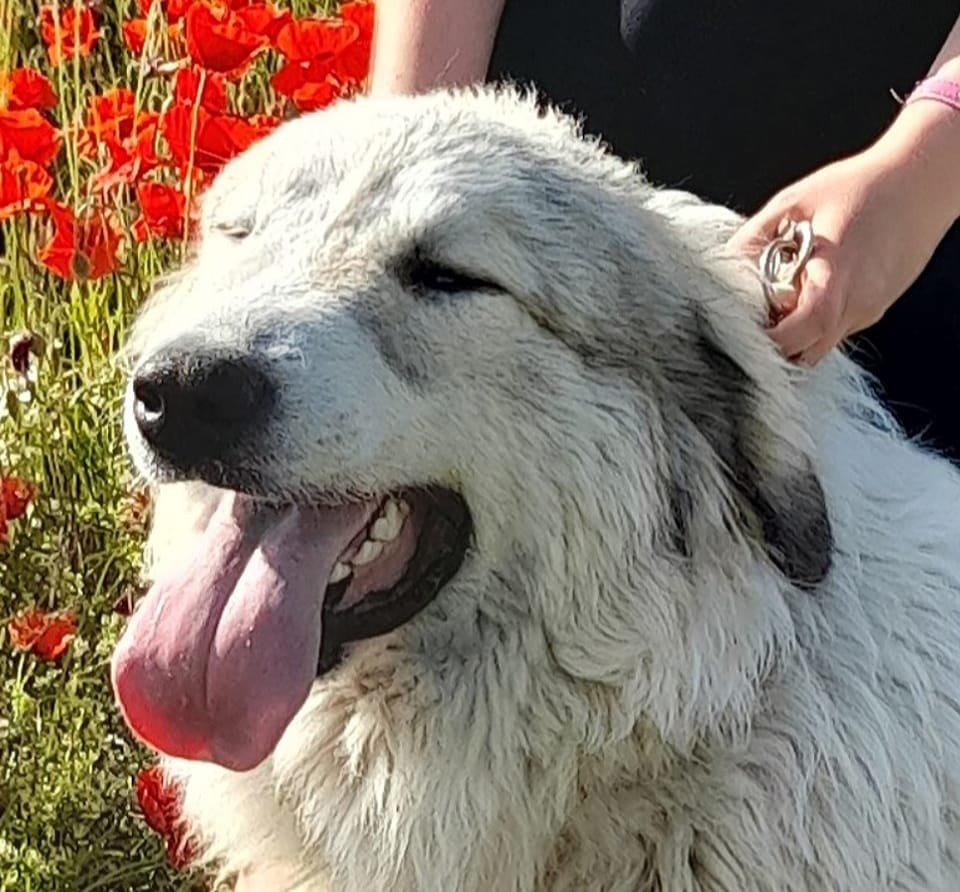 CH. Rodes remind me a dream Du Massif De l'Esterel