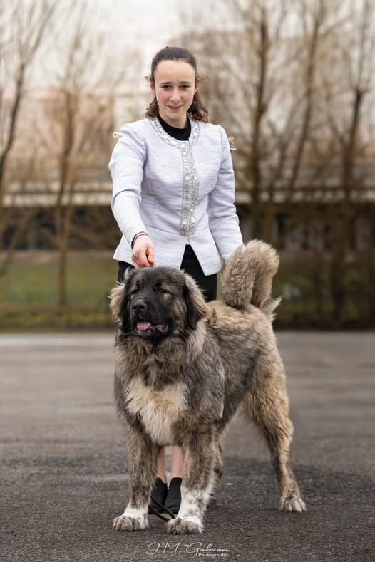 Ailama Russtil K.O