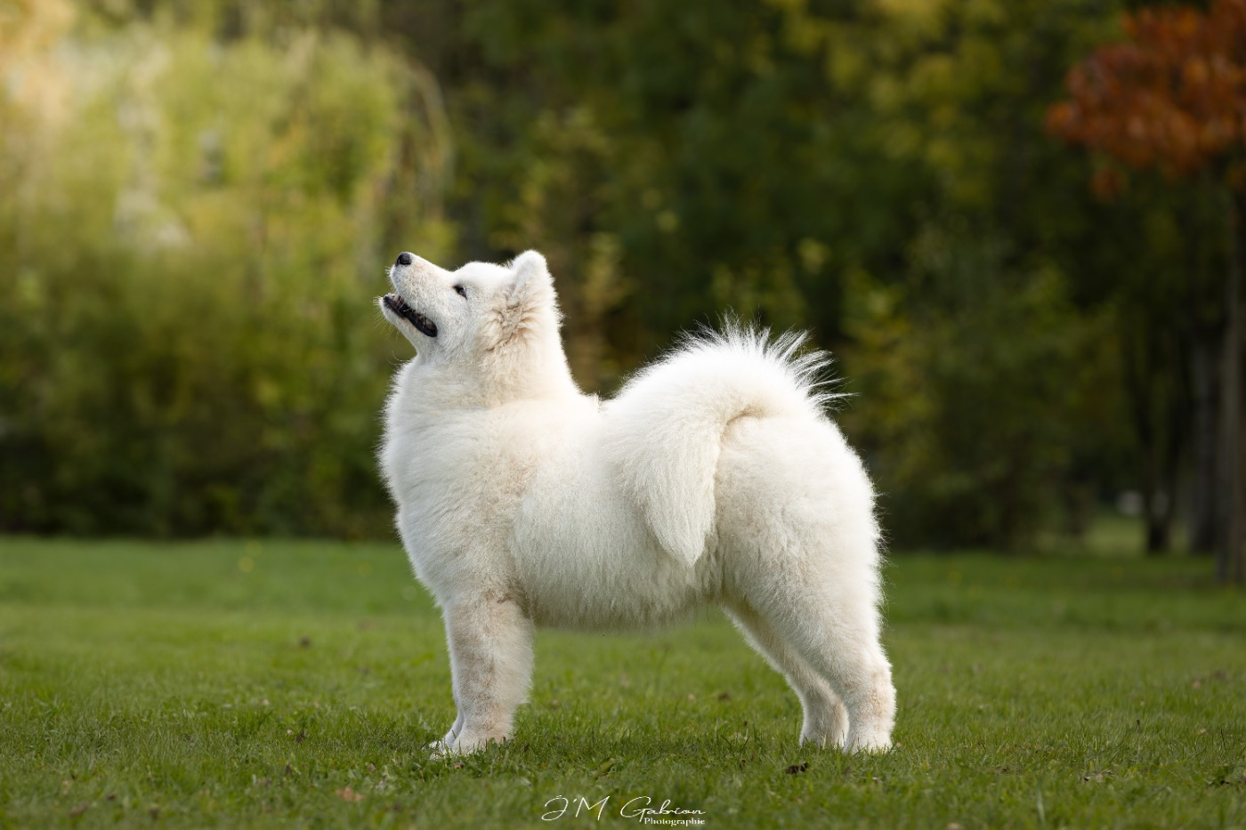 Prince of stars pagabo