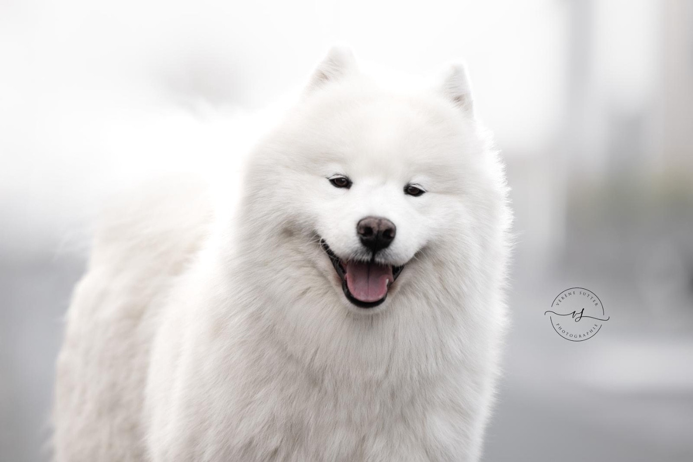 CH. radost zhizni NICE