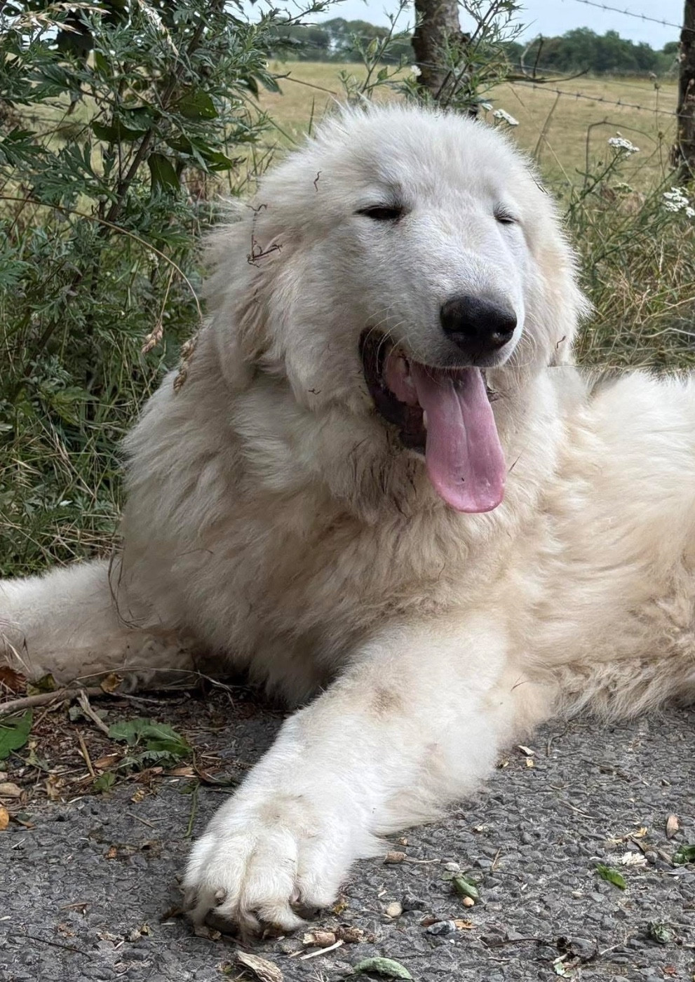 Vizous Du Massif De l'Esterel