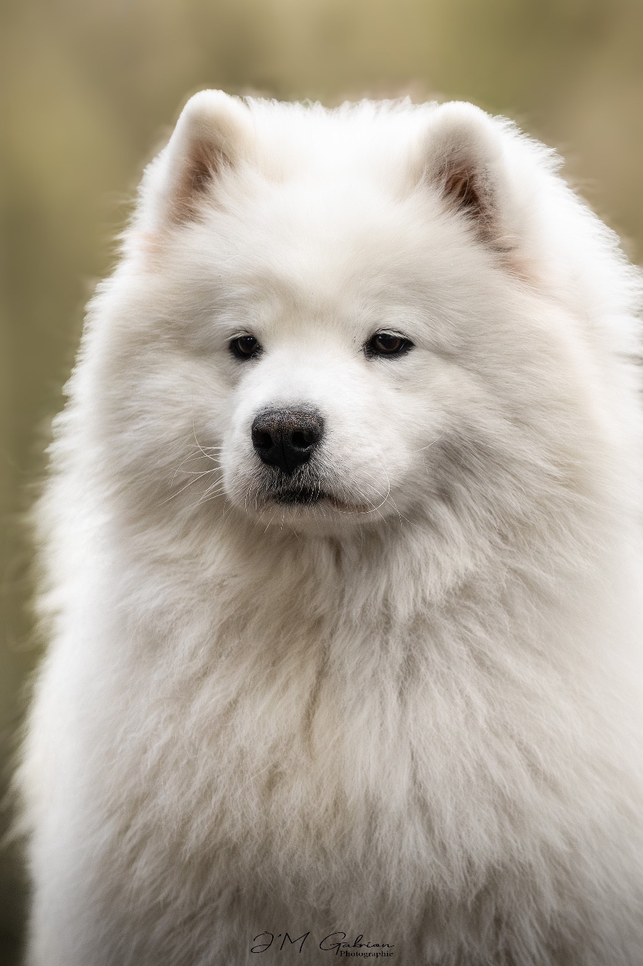 radost zhizni Shooting star