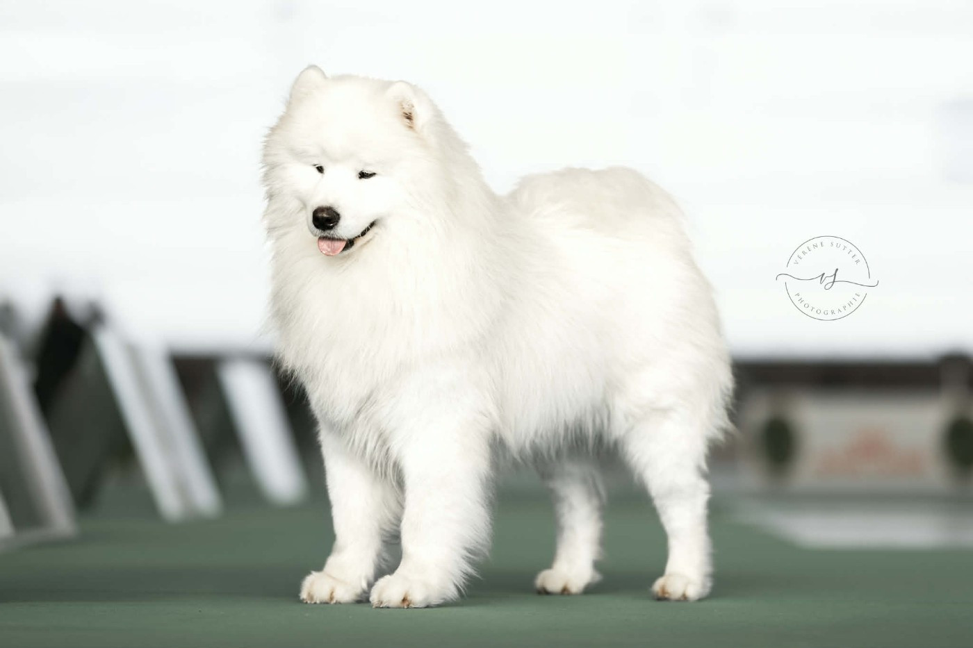 LORD Z LIMANOWSKIEJ KOTLINY