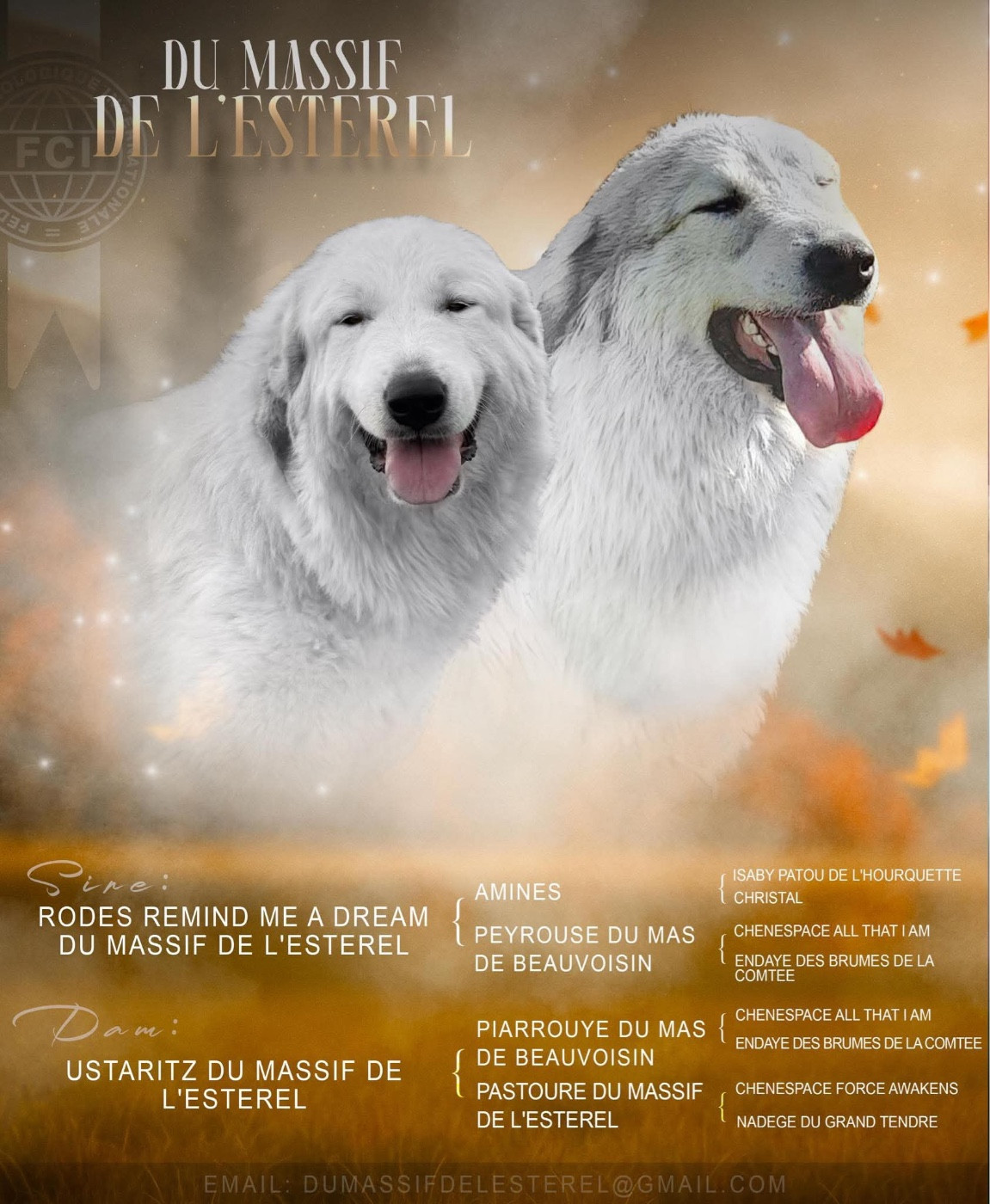 Du Massif De l'Esterel - Chien de Montagne des Pyrenees - Portée née le 09/10/2025