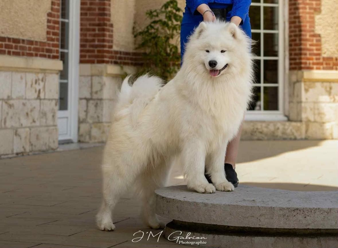 Du Massif De l'Esterel - Samoyède - Portée née le 27/11/2025