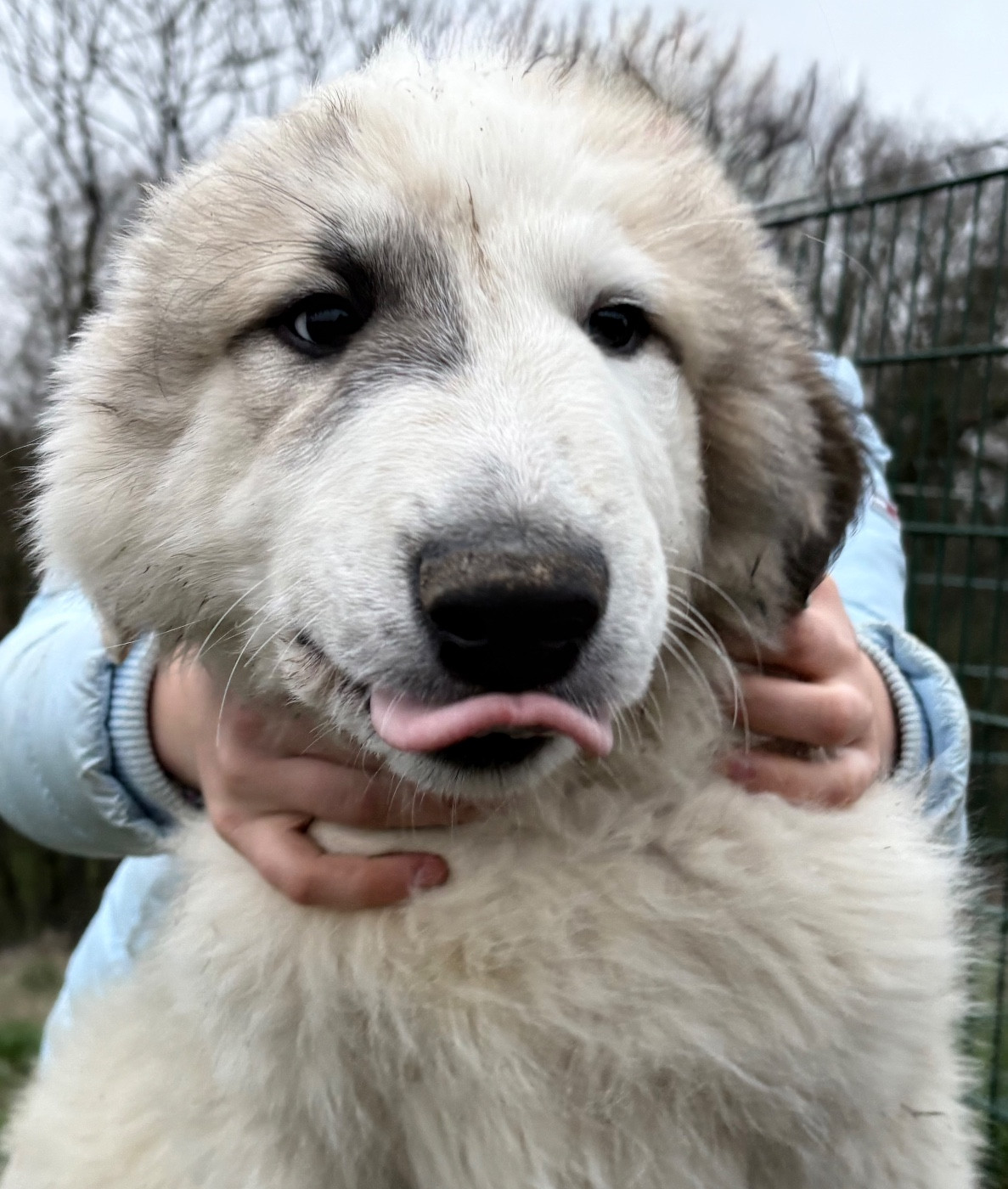 Du Massif De l'Esterel - Chiots disponibles - Chien de Montagne des Pyrenees