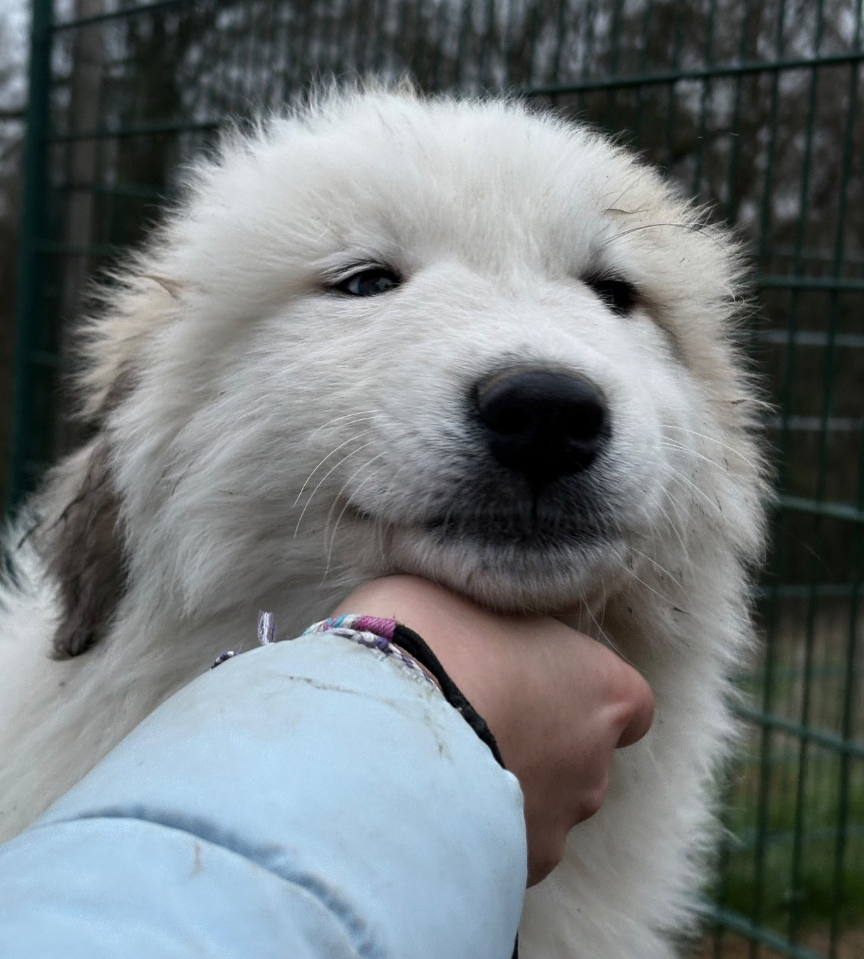 Du Massif De l'Esterel - Chiots disponibles - Chien de Montagne des Pyrenees