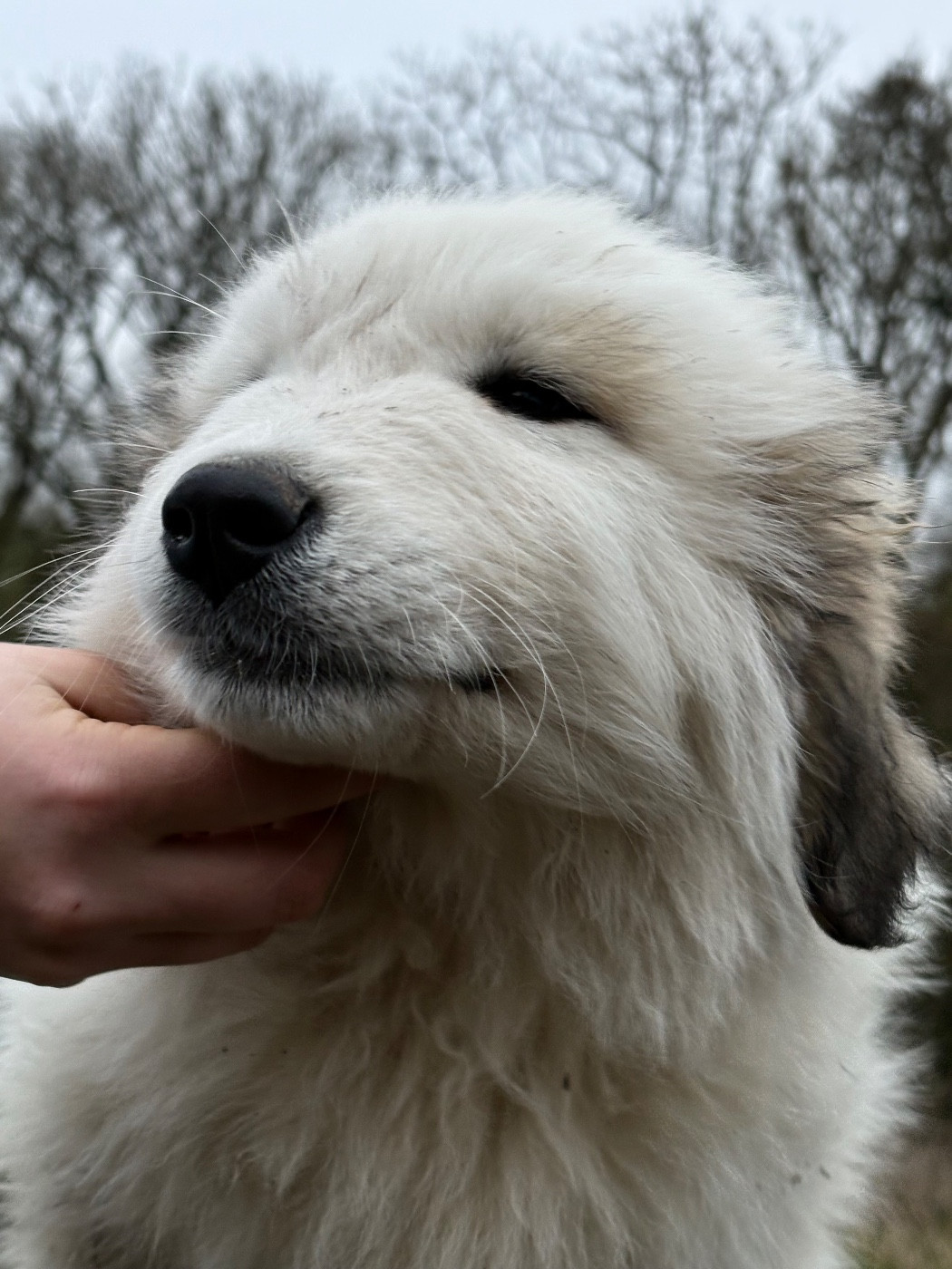 Du Massif De l'Esterel - Chiots disponibles - Chien de Montagne des Pyrenees