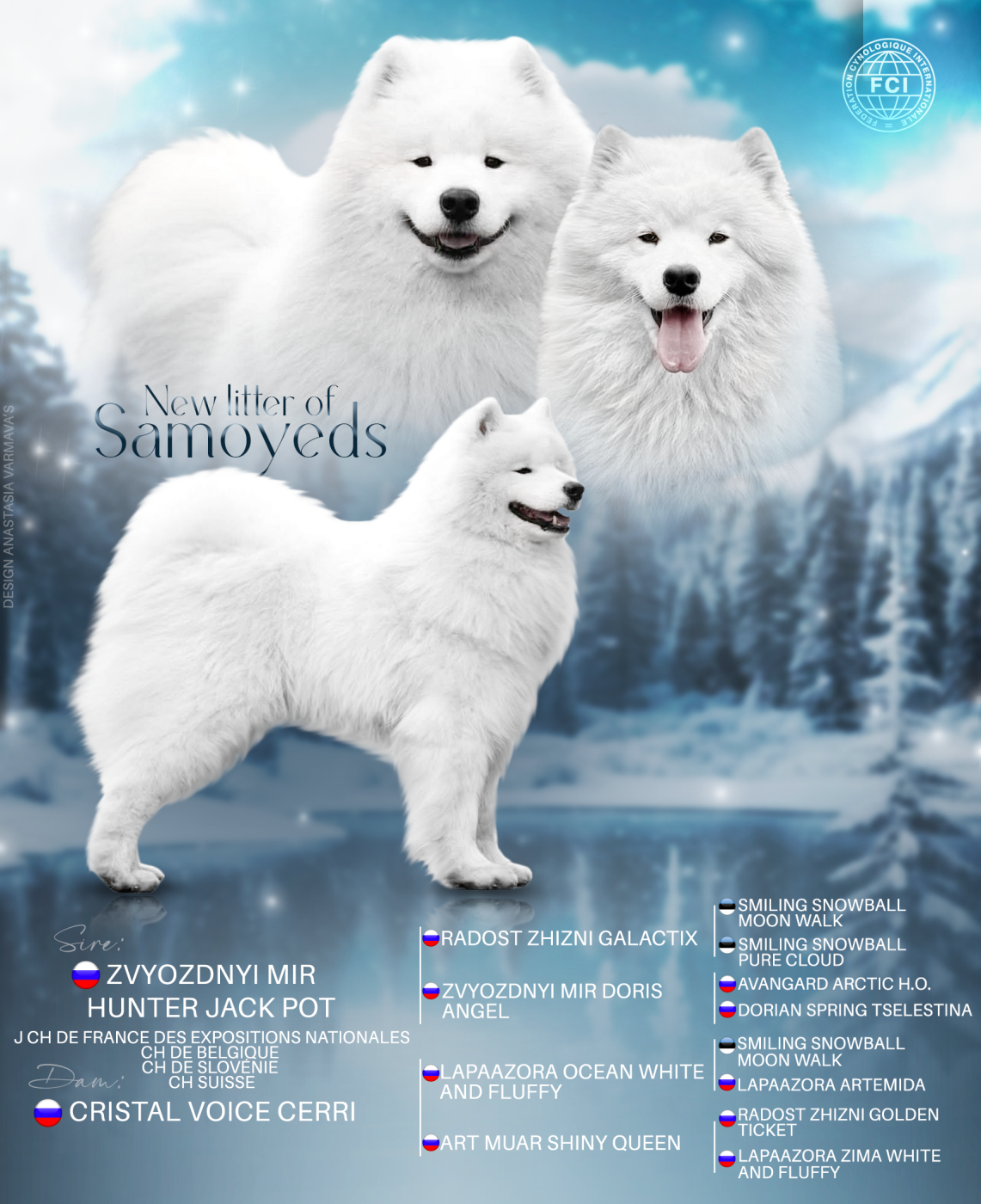 Du Massif De l'Esterel - Samoyède - Portée née le 05/02/2026