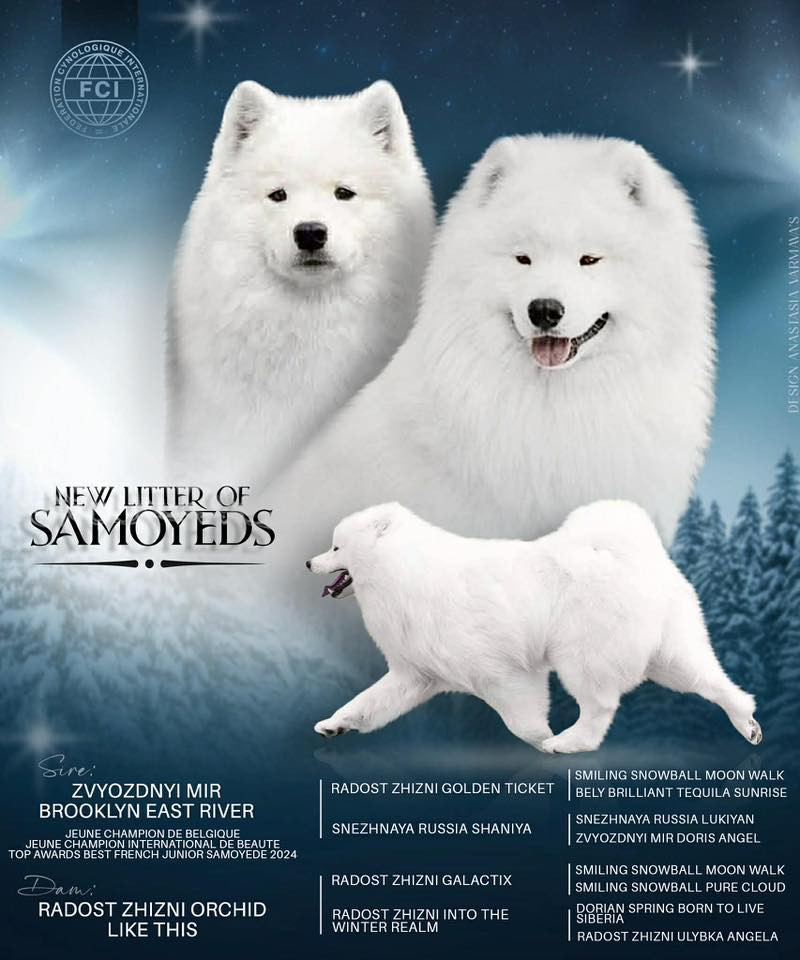 Du Massif De l'Esterel - Samoyède - Portée née le 06/03/2026