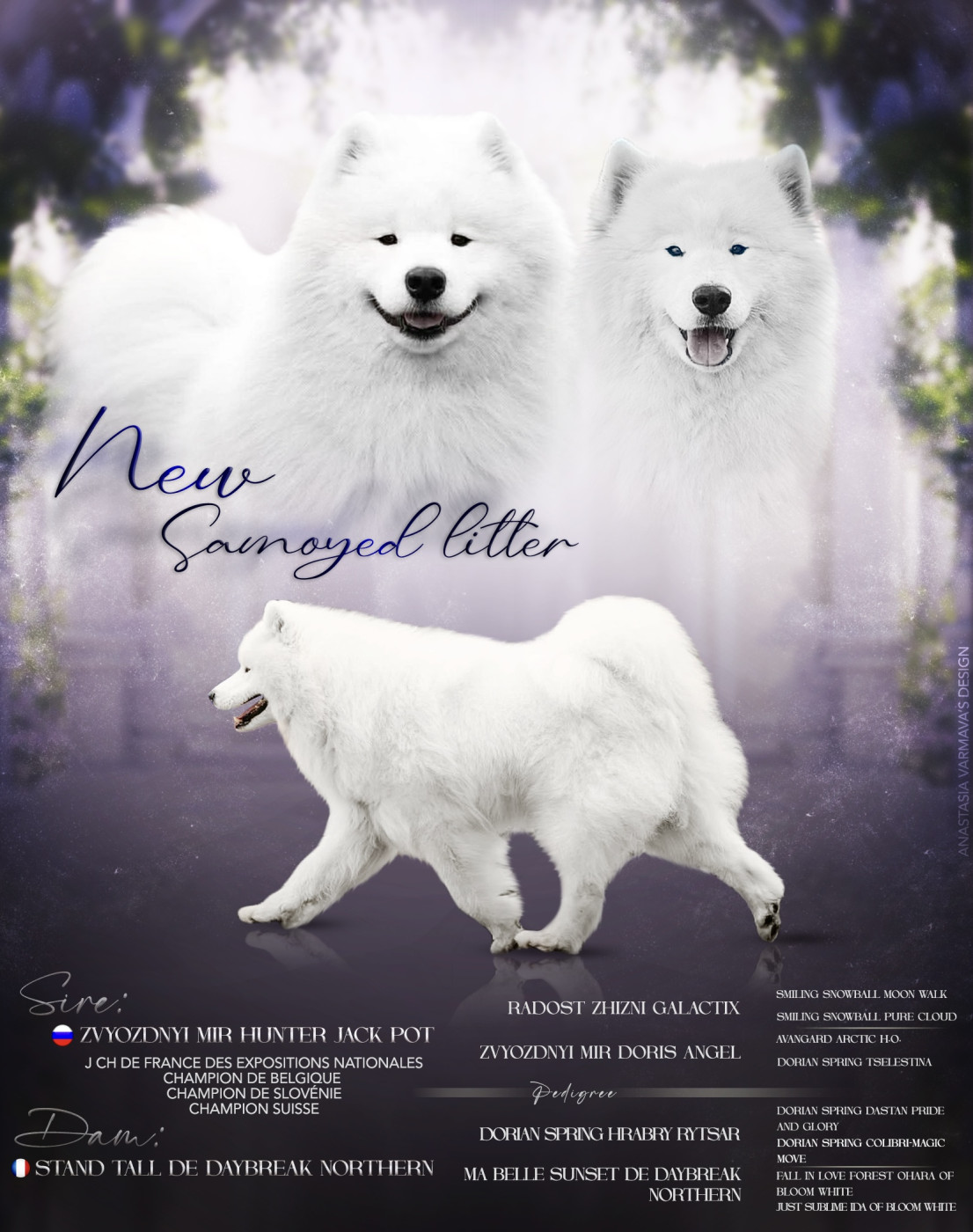 Chiot Samoyède Du Massif De l'Esterel