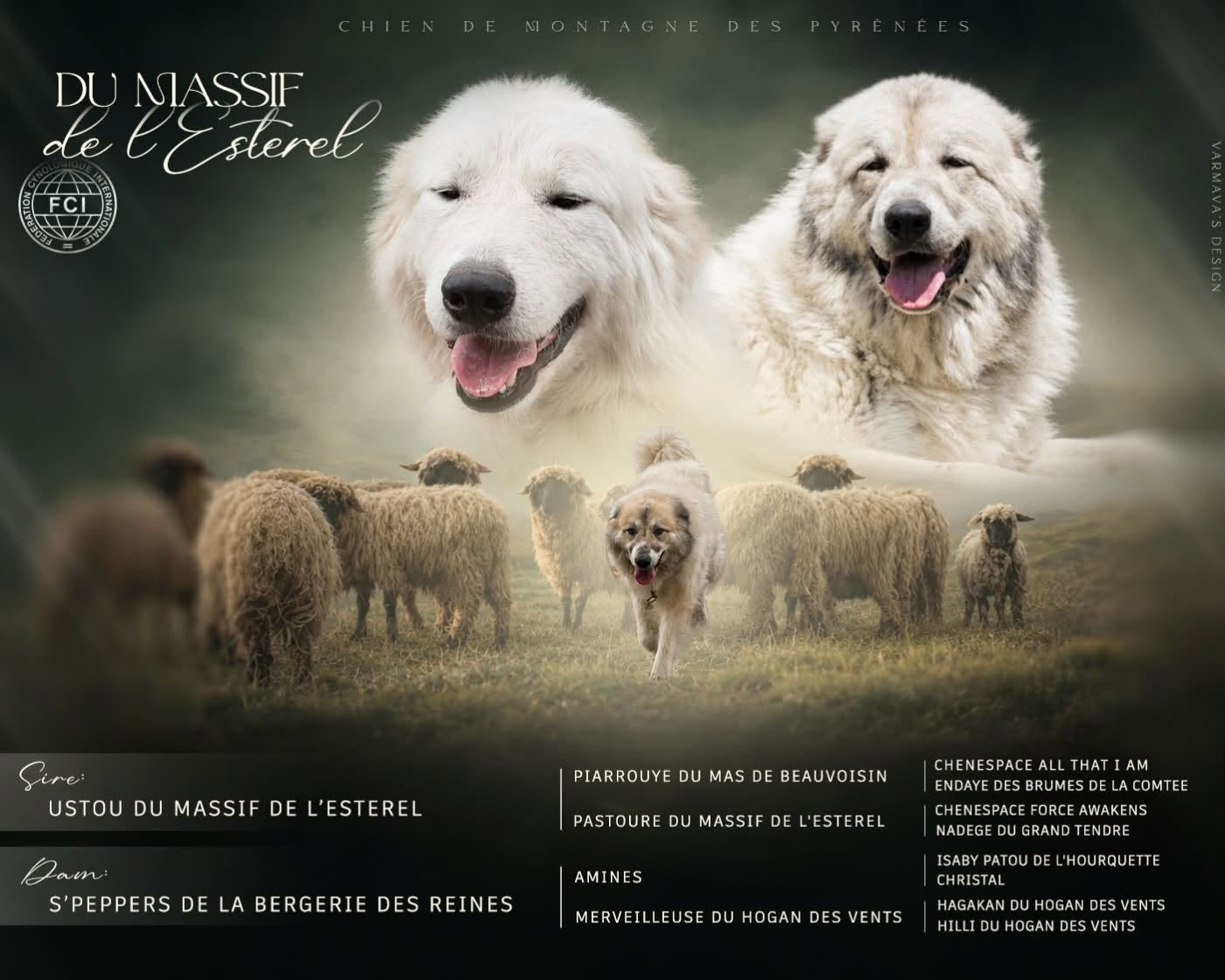 Du Massif De l'Esterel - Chiots disponibles - Chien de Montagne des Pyrenees