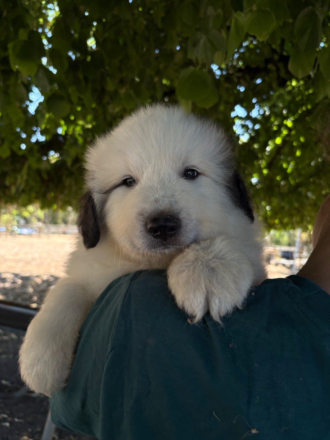 Du Massif De l'Esterel - Chiots disponibles - Chien de Montagne des Pyrenees