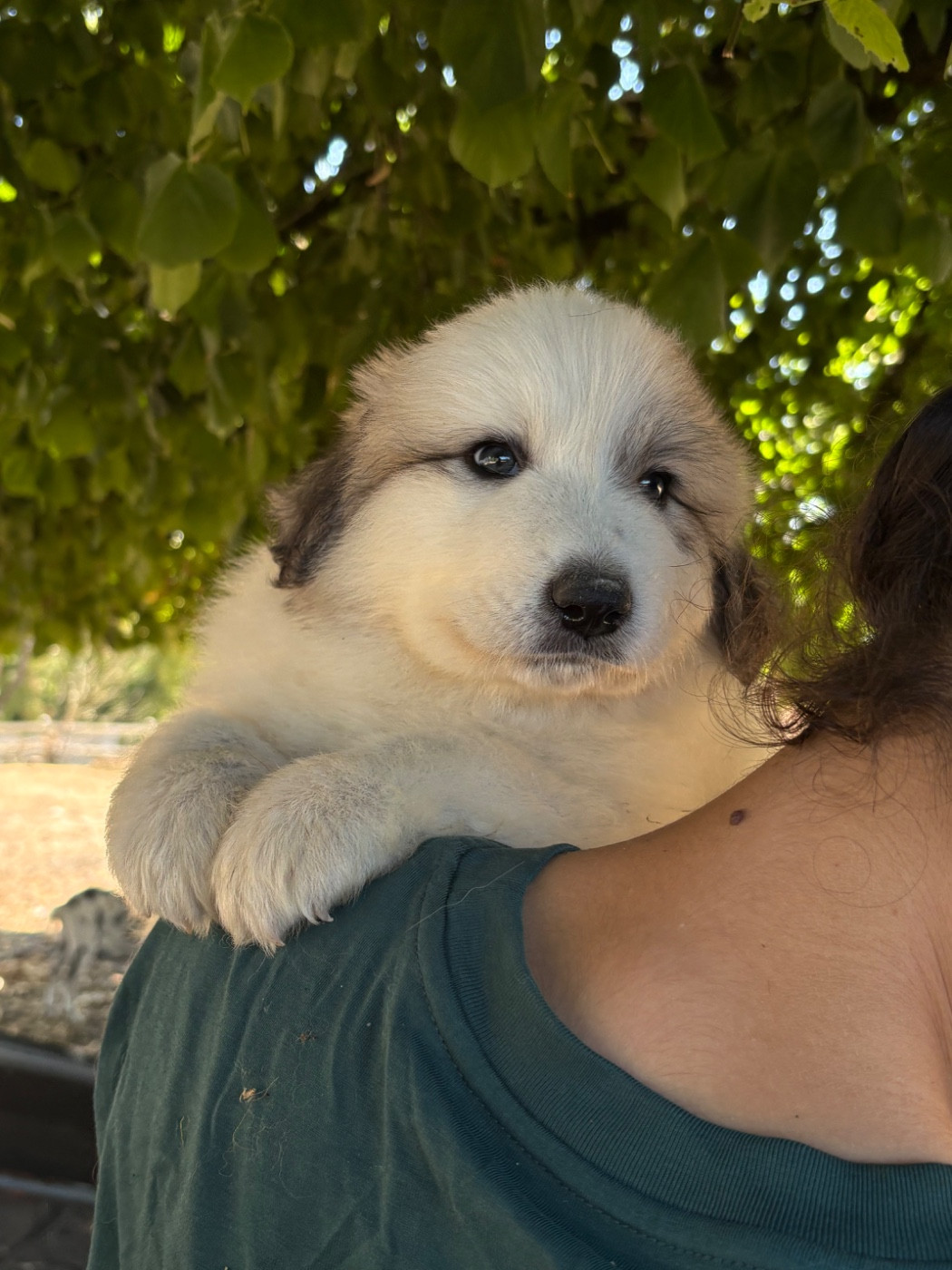 Du Massif De l'Esterel - Chiots disponibles - Chien de Montagne des Pyrenees