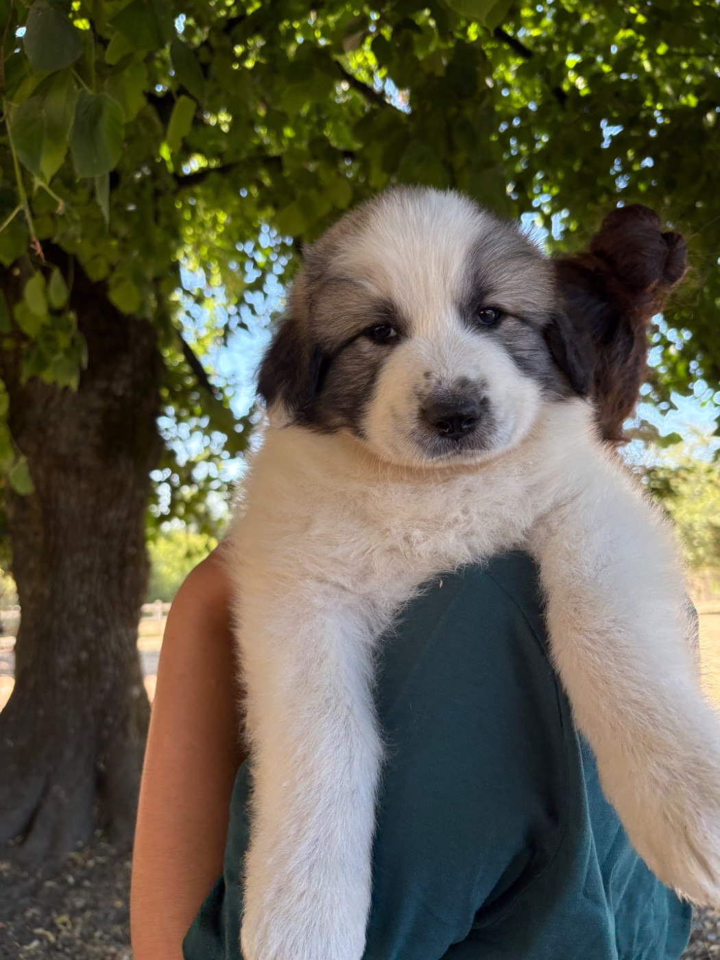 Du Massif De l'Esterel - Chiots disponibles - Chien de Montagne des Pyrenees