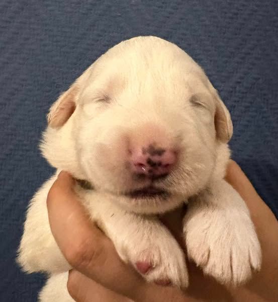 Du Massif De l'Esterel - Chiots disponibles - Chien de Montagne des Pyrenees