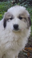 LAÏSS
