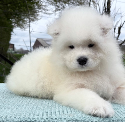 Chiot N°1
