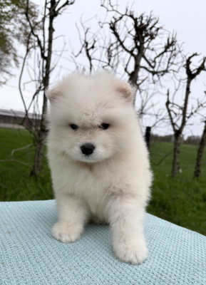 Chiot N°2
