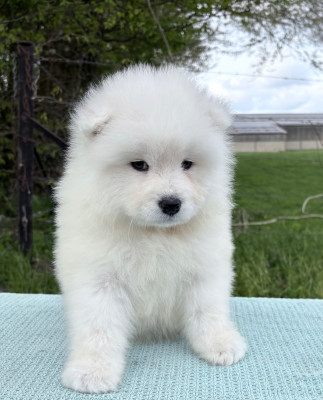 Chiot N°3