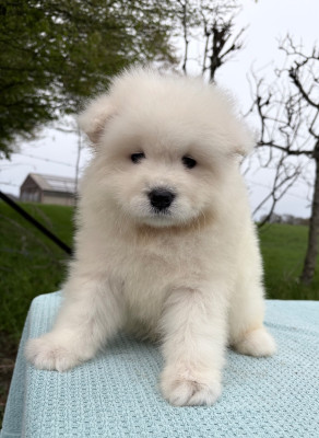 Chiot N°4