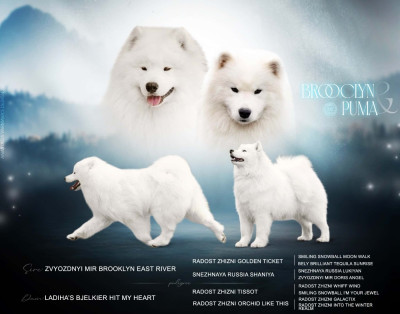CHIOT 2