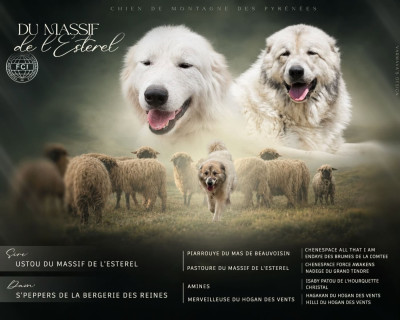 Chiot N°1