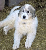 LALINKA