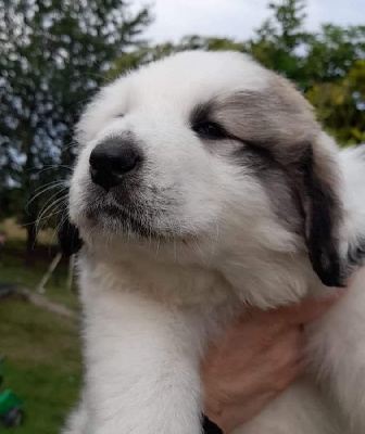TISKO