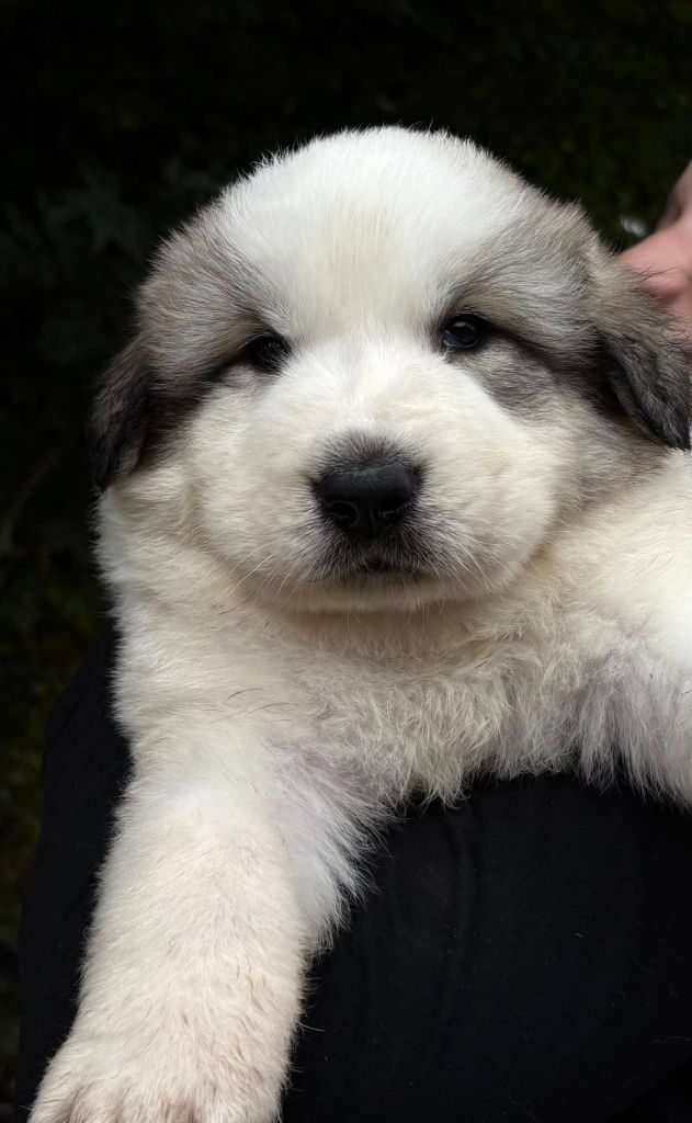 Du Massif De l'Esterel - Chiots disponibles - Chien de Montagne des Pyrenees