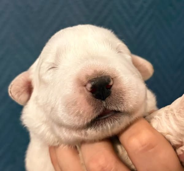 Du Massif De l'Esterel - Chiots disponibles - Chien de Montagne des Pyrenees