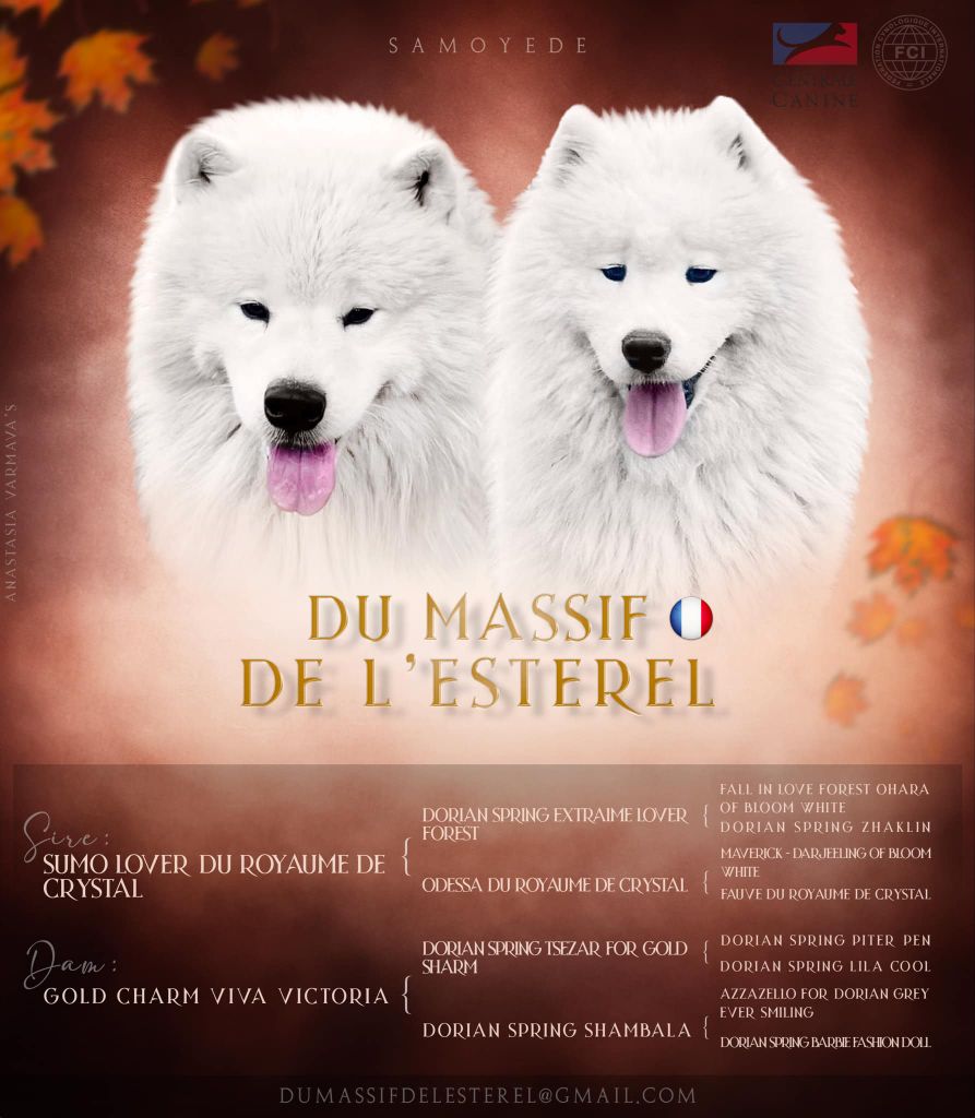 Du Massif De l'Esterel - Samoyède - Portée née le 14/11/2024