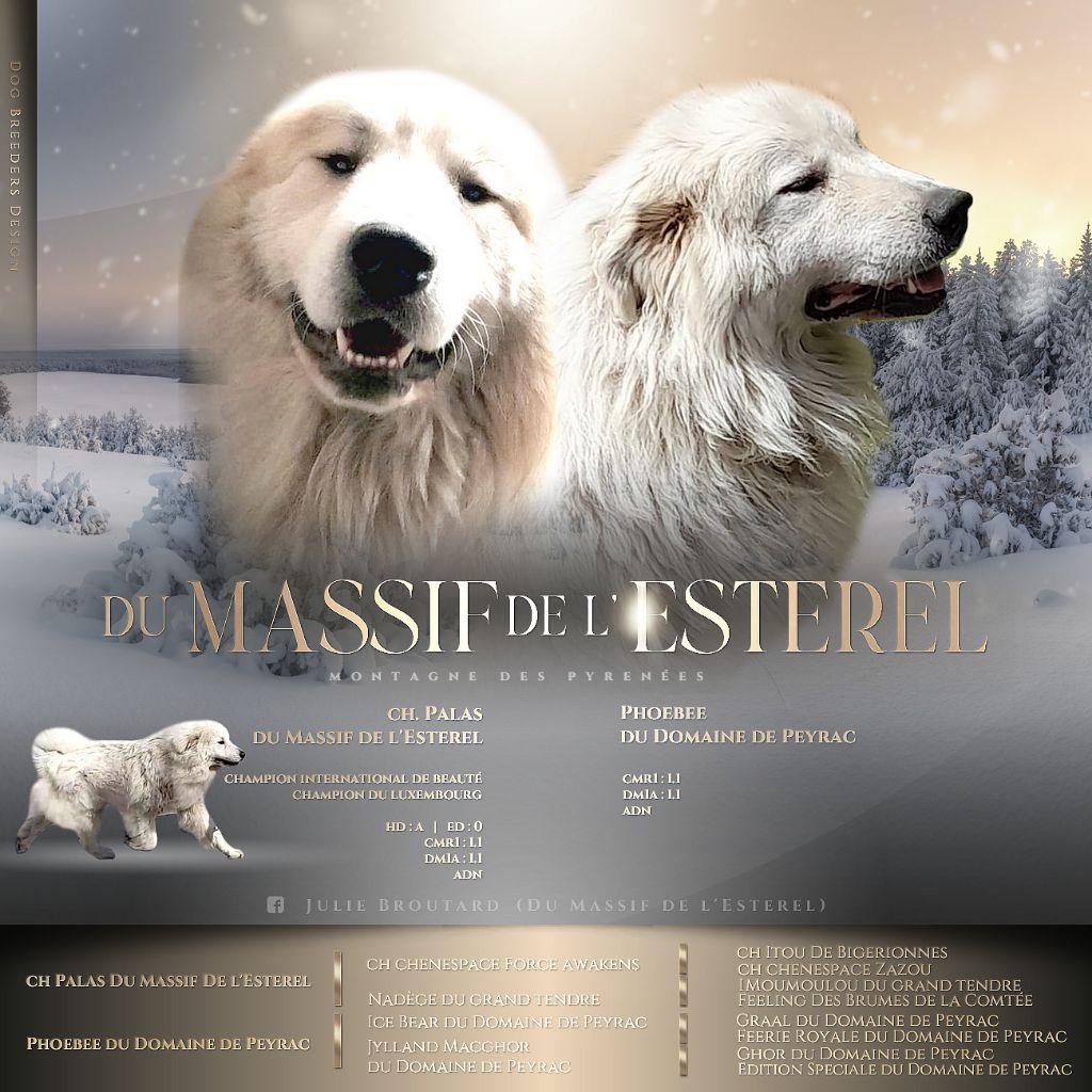 Du Massif De l'Esterel - Chien de Montagne des Pyrenees - Portée née le 19/12/2022