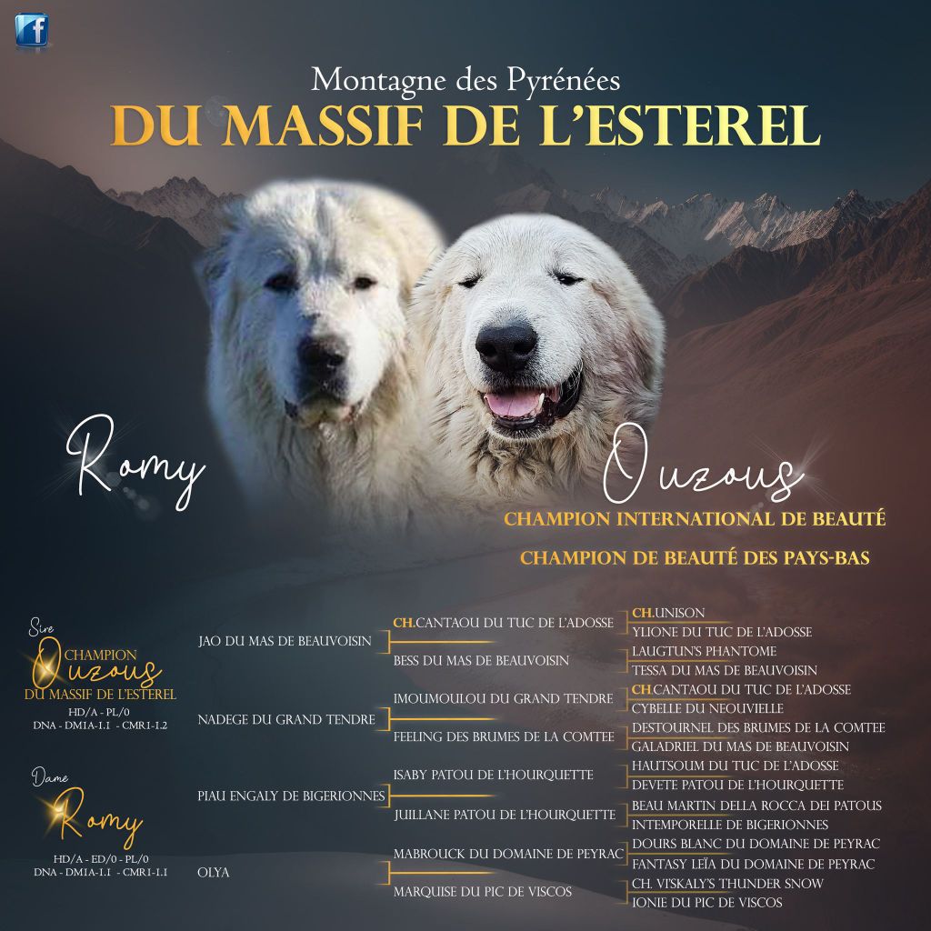 Du Massif De l'Esterel - Chien de Montagne des Pyrenees - Portée née le 14/12/2023